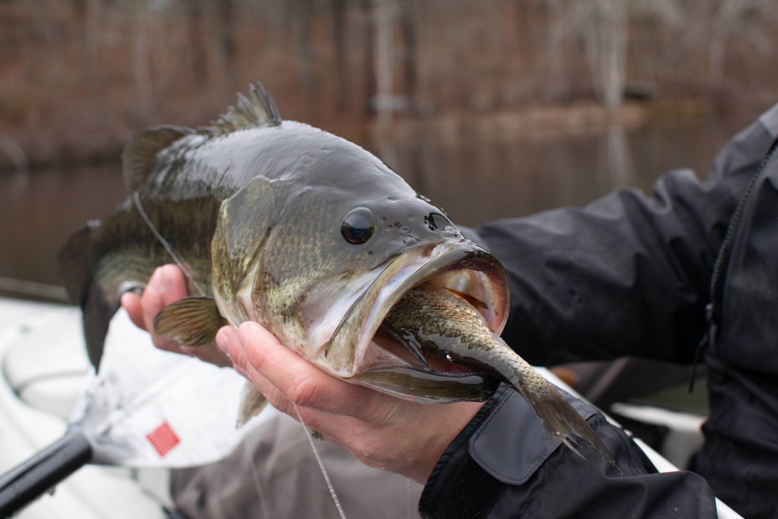 How To Fish For Largemouth Bass