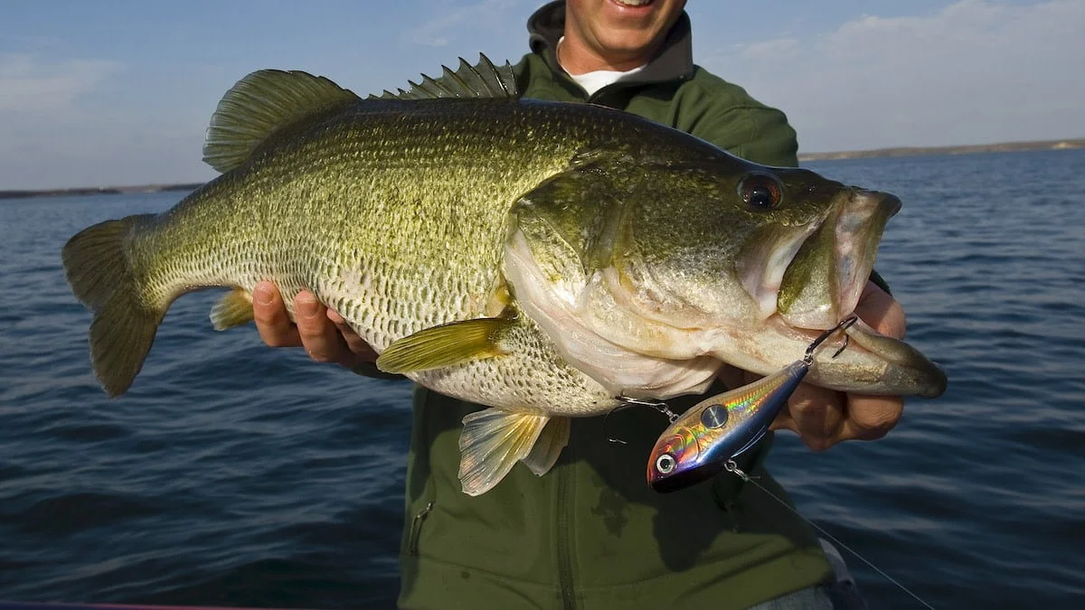 How To Fish For Largemouth Bass