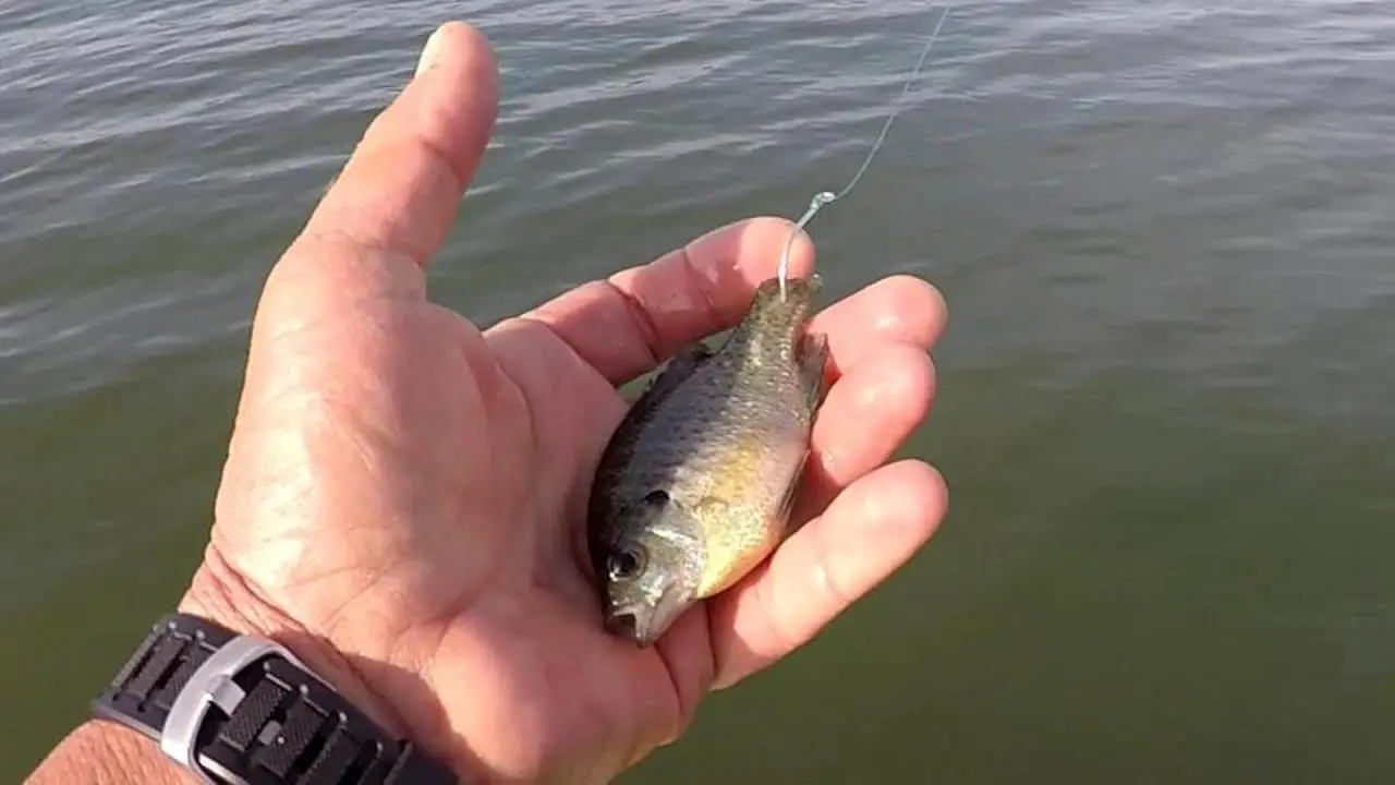 How To Rig Live Bluegill For Bass