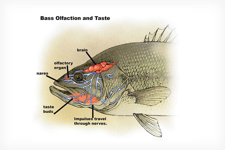 What Do Largemouth Bass Taste Like