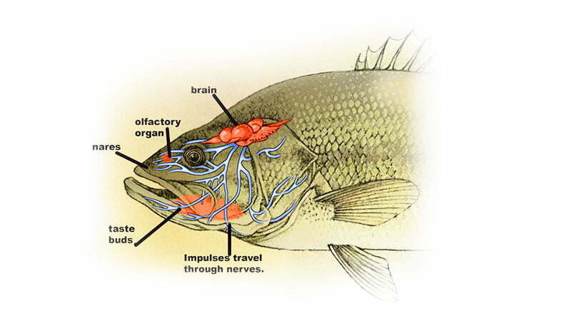 What Does Largemouth Bass Taste Like
